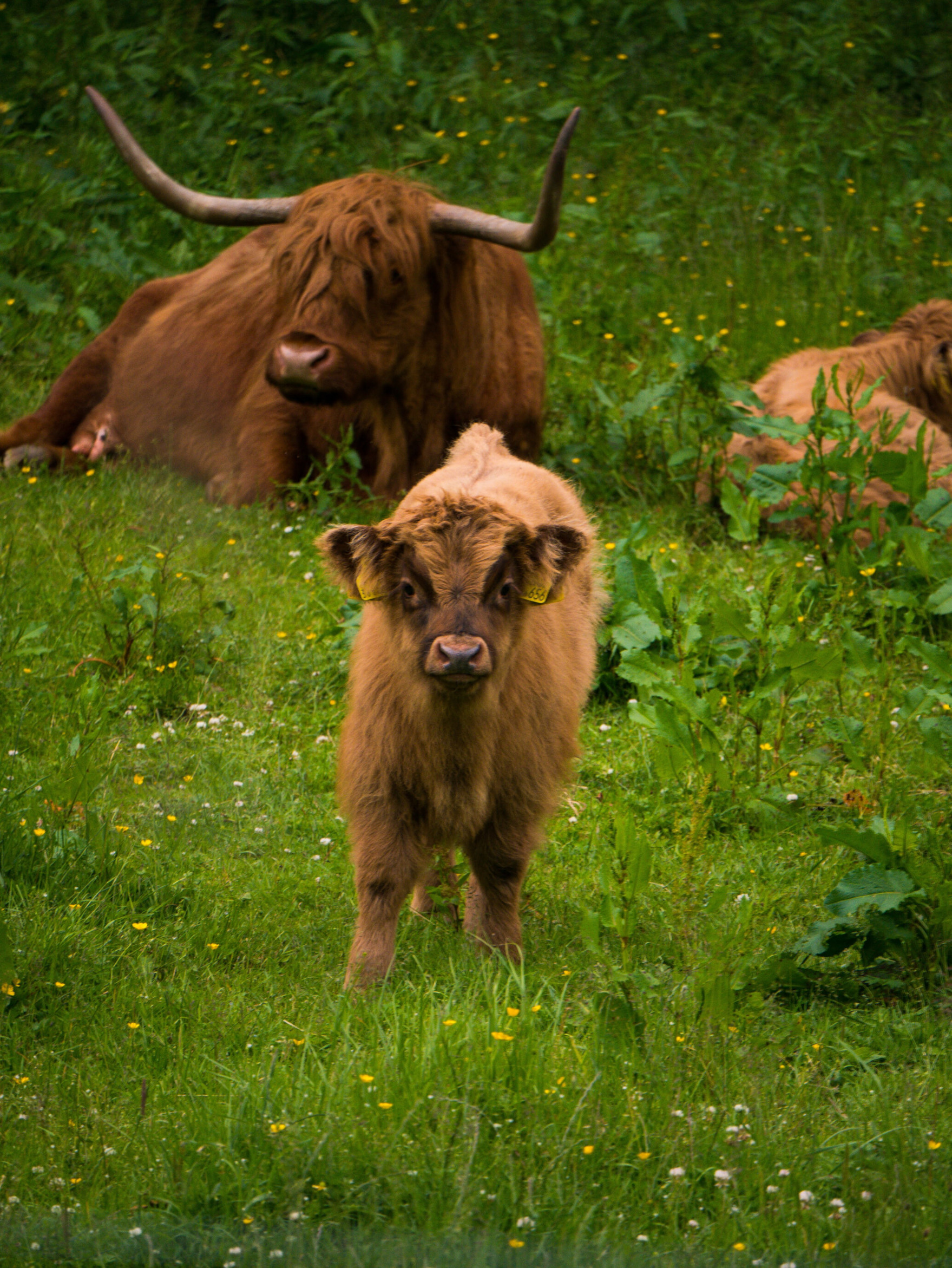 Highland Coo