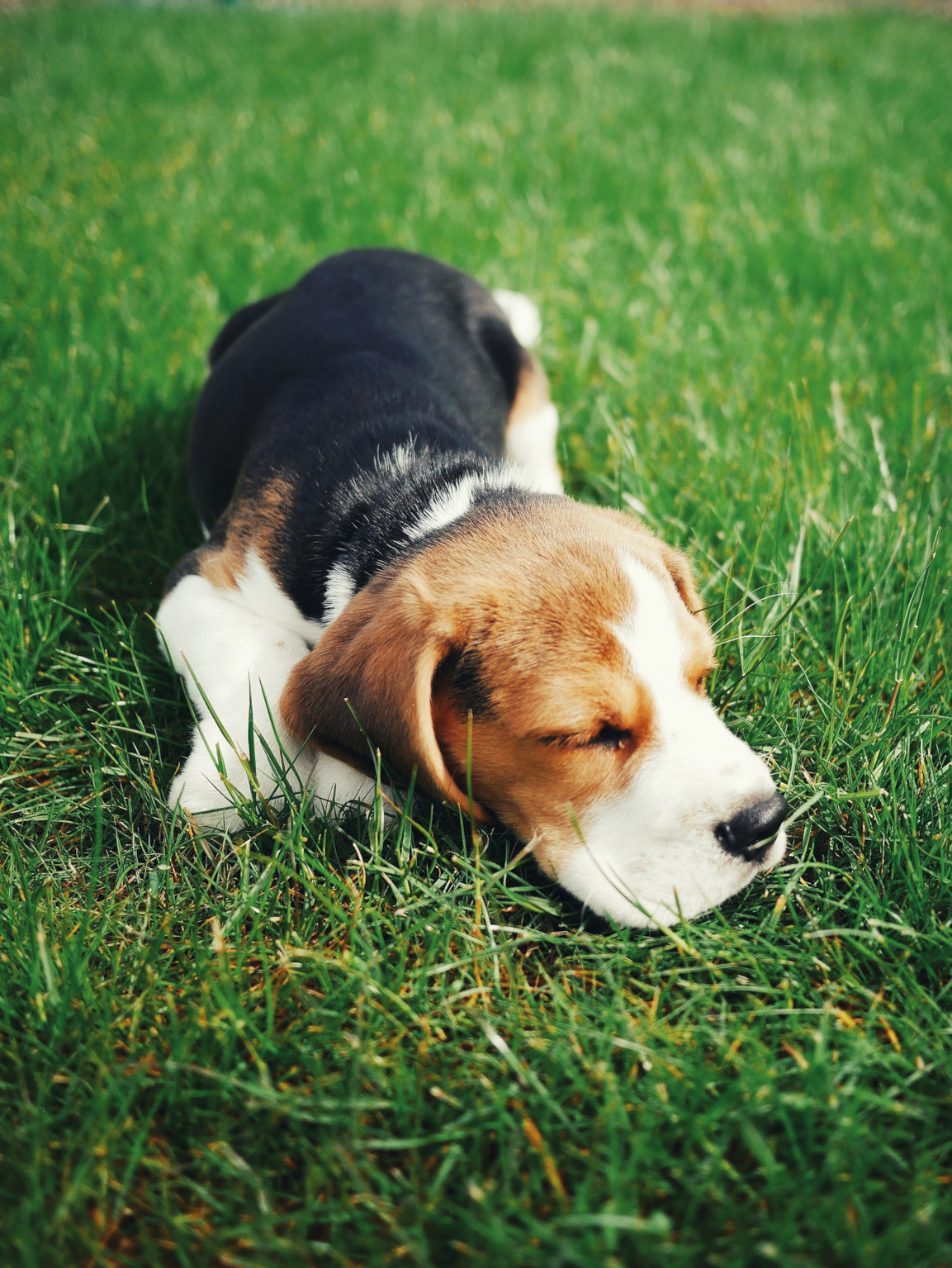 Beagle Puppy