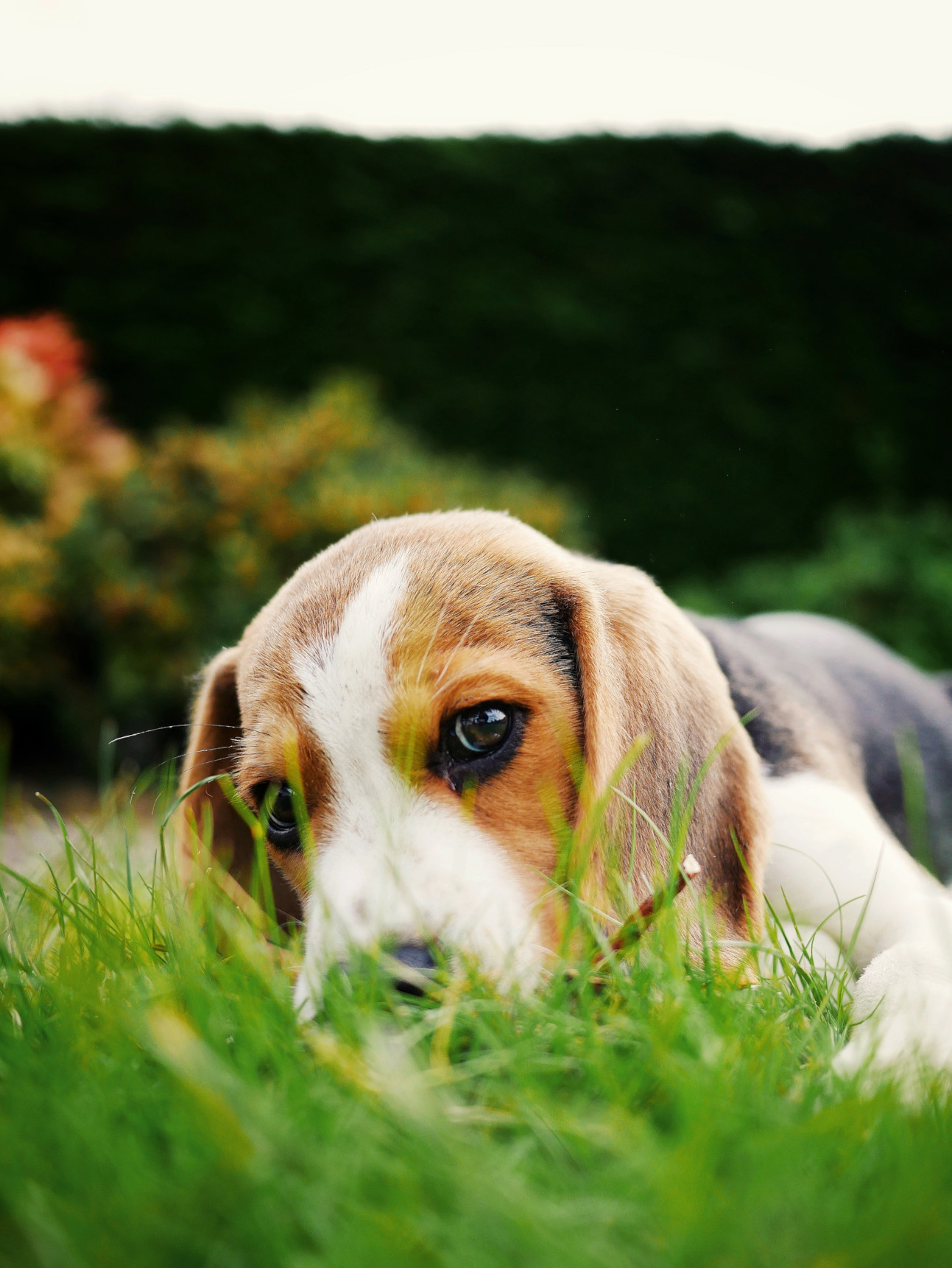 Beagle Puppy