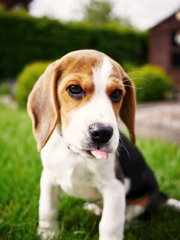 Beagle Puppy