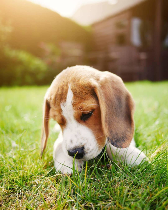 Beagle Puppy