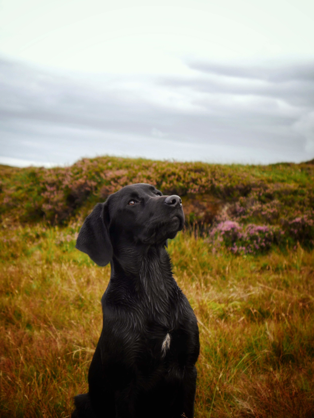 Black Lab Puppy