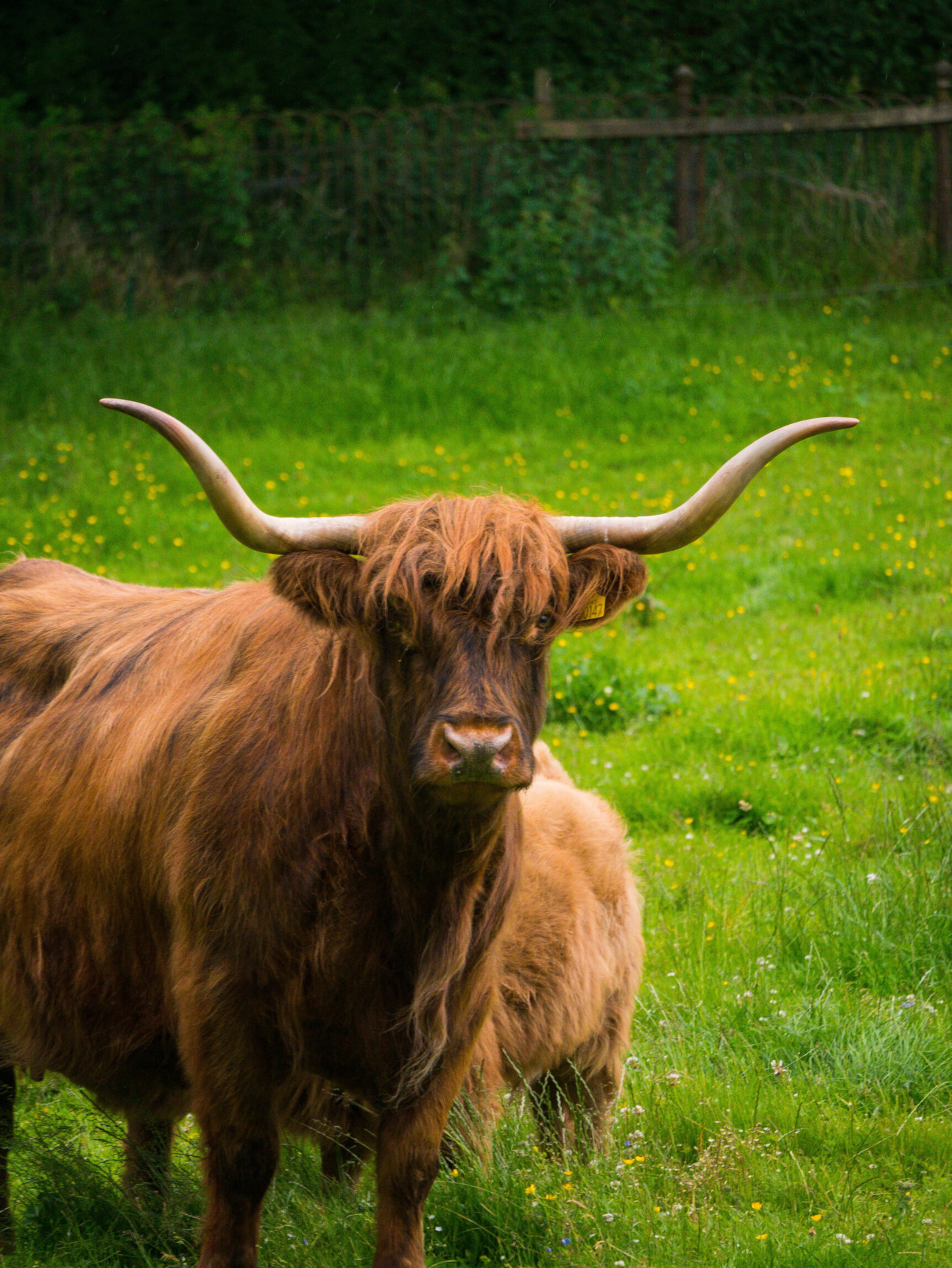 Highland Coo