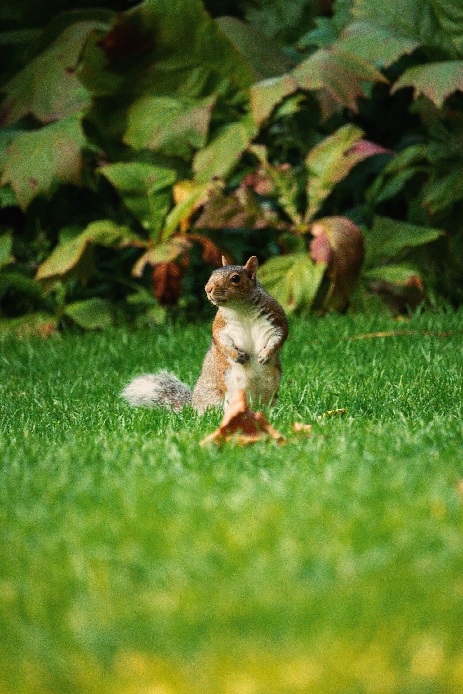 Squirrel On Grass