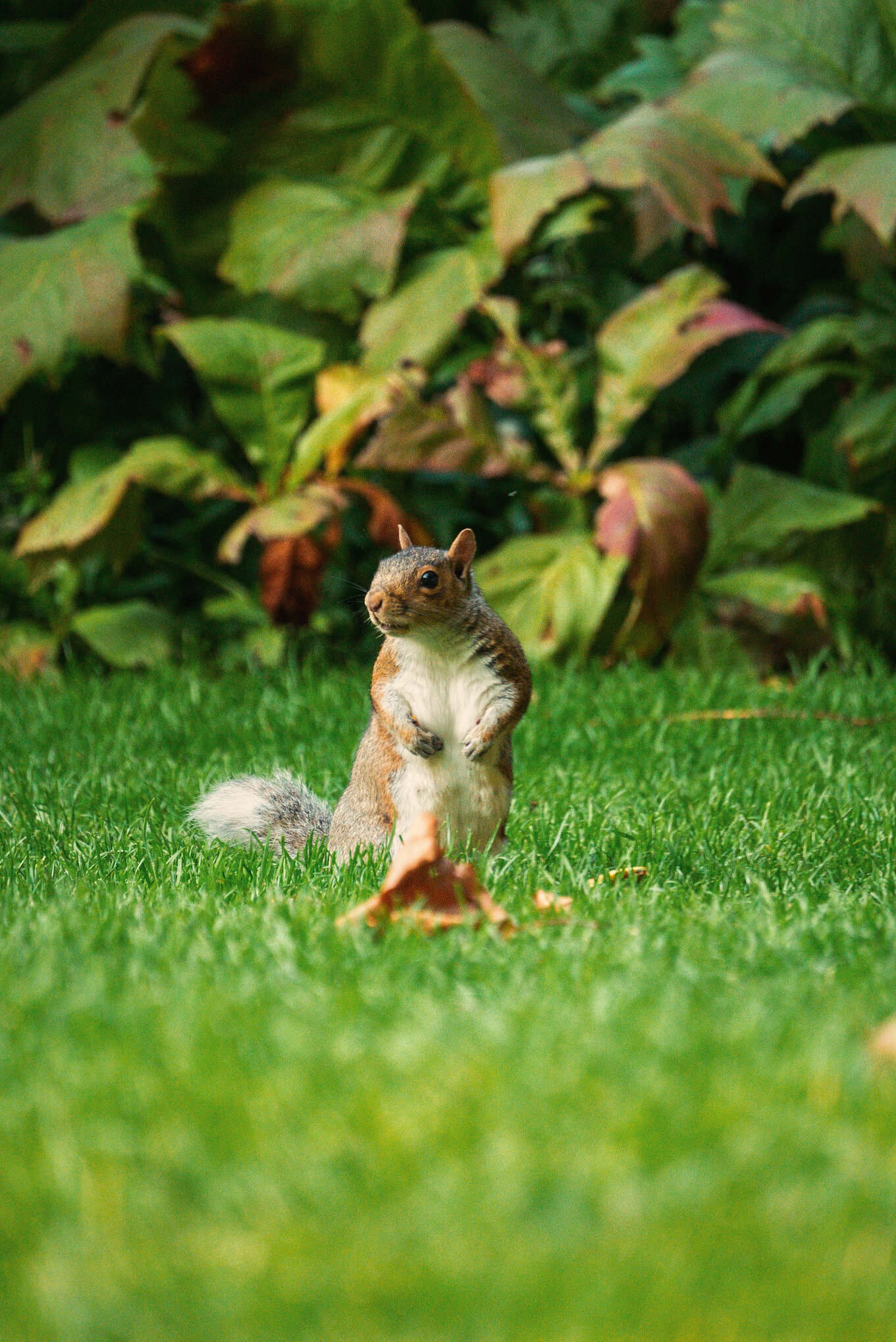 Squirrel On Grass