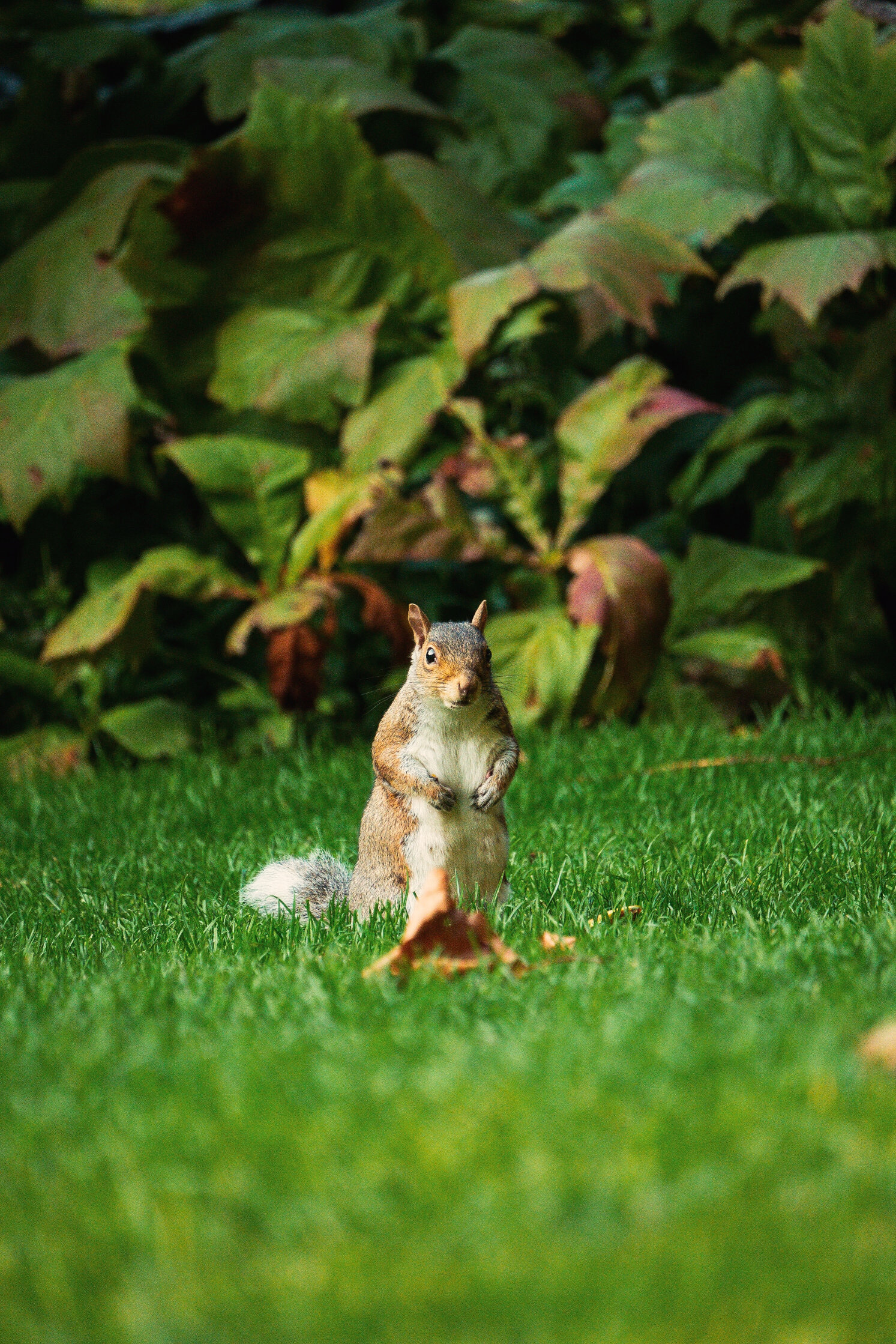 Squirrel On Grass