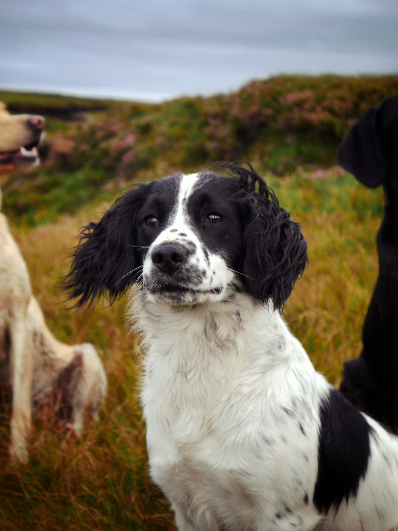 Spaniel