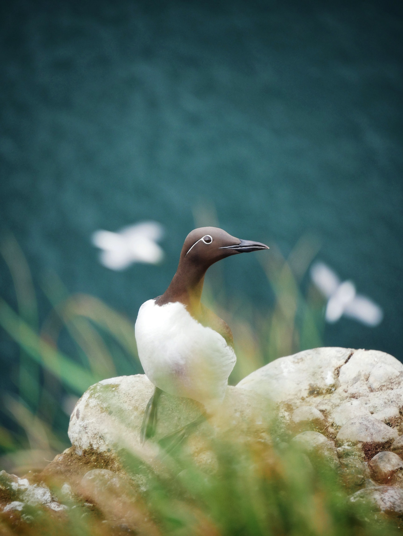 Sea Bird