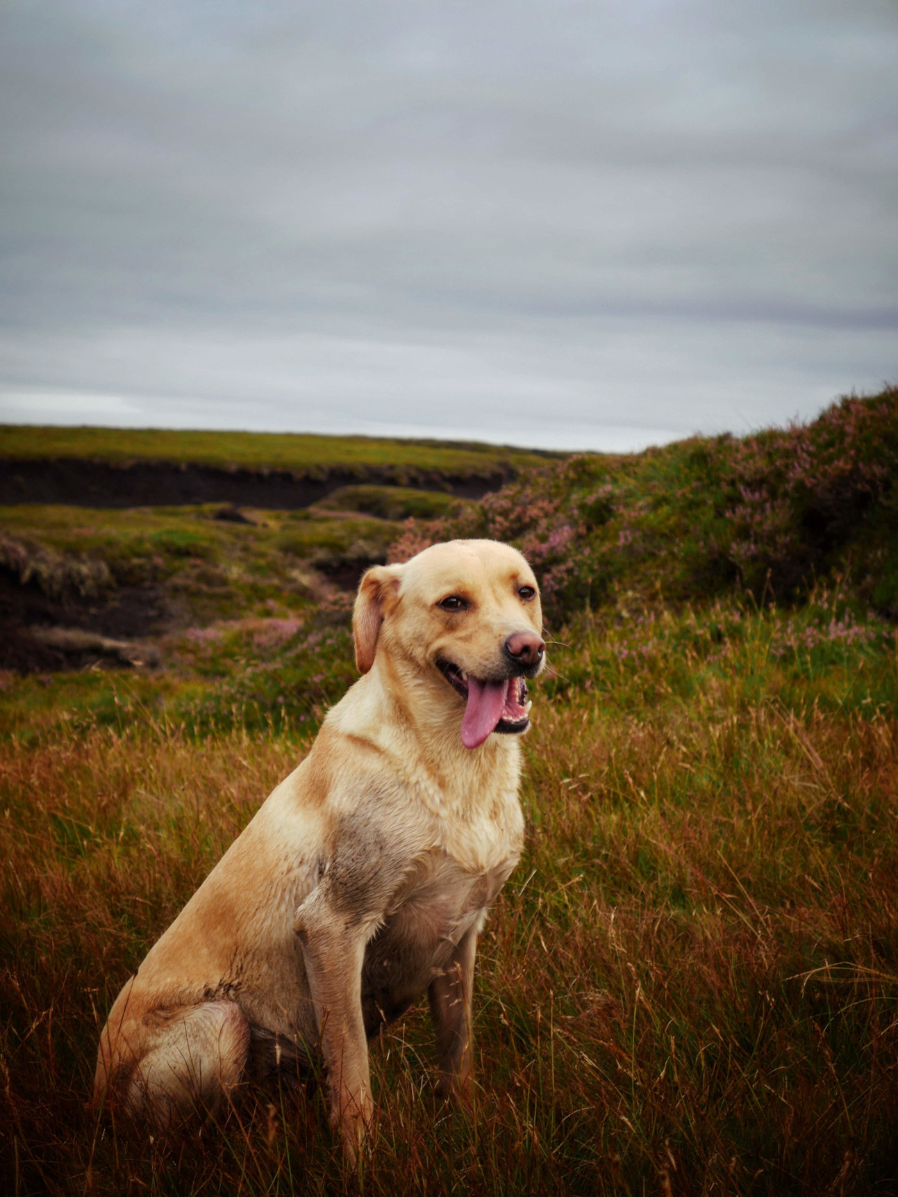 Golden Lab