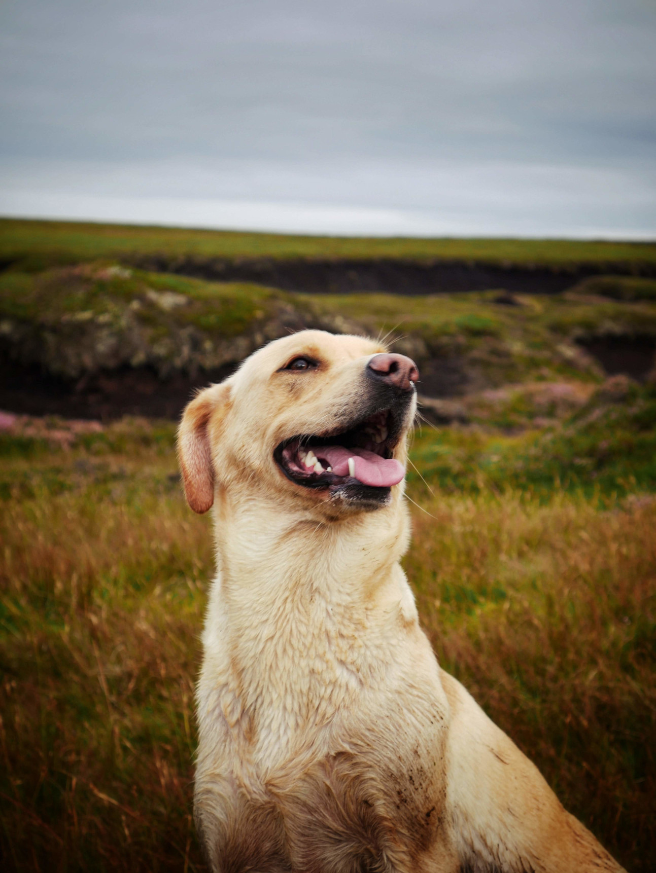 Golden Lab on a Hillside