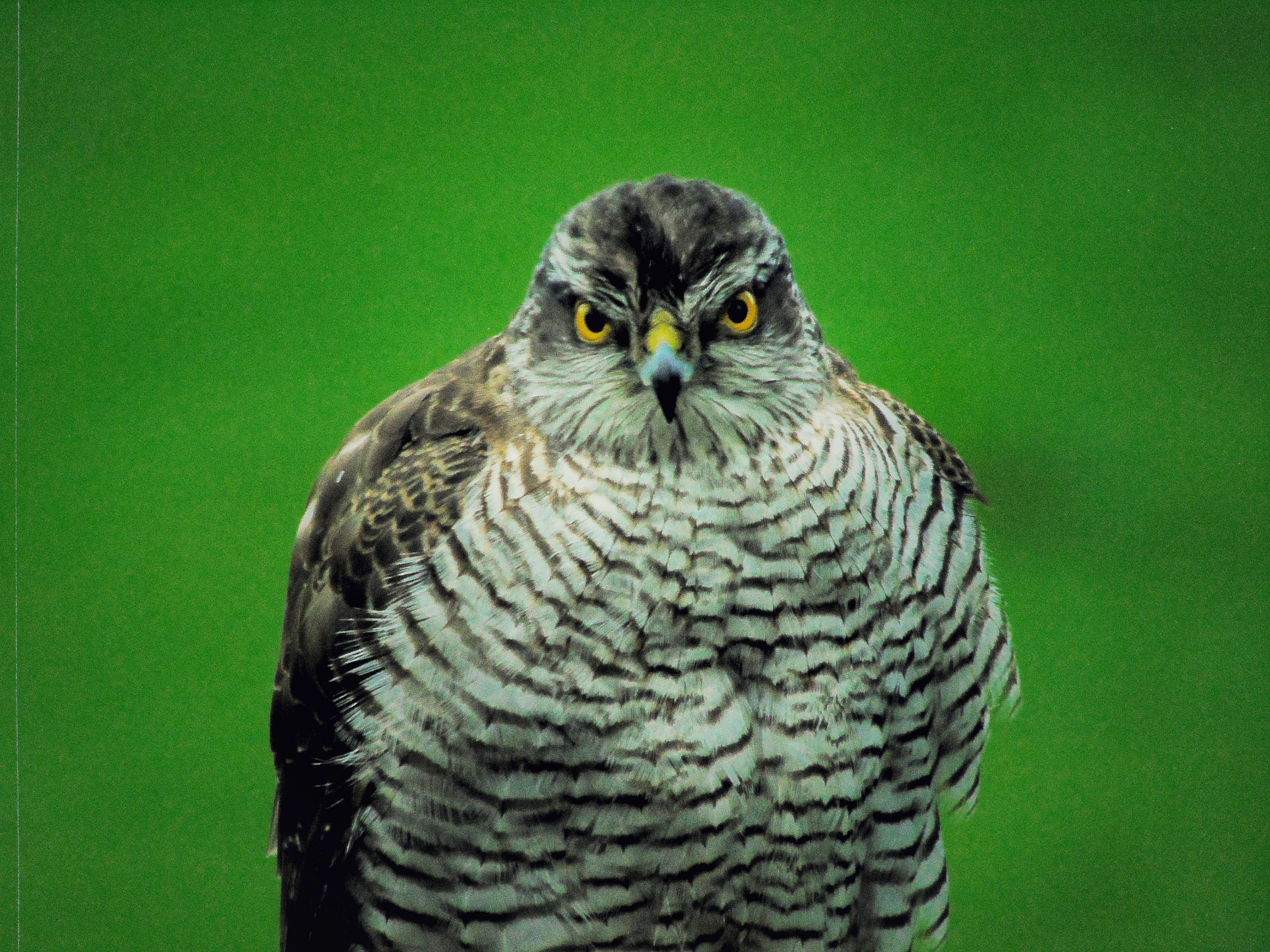 Sparrowhawk