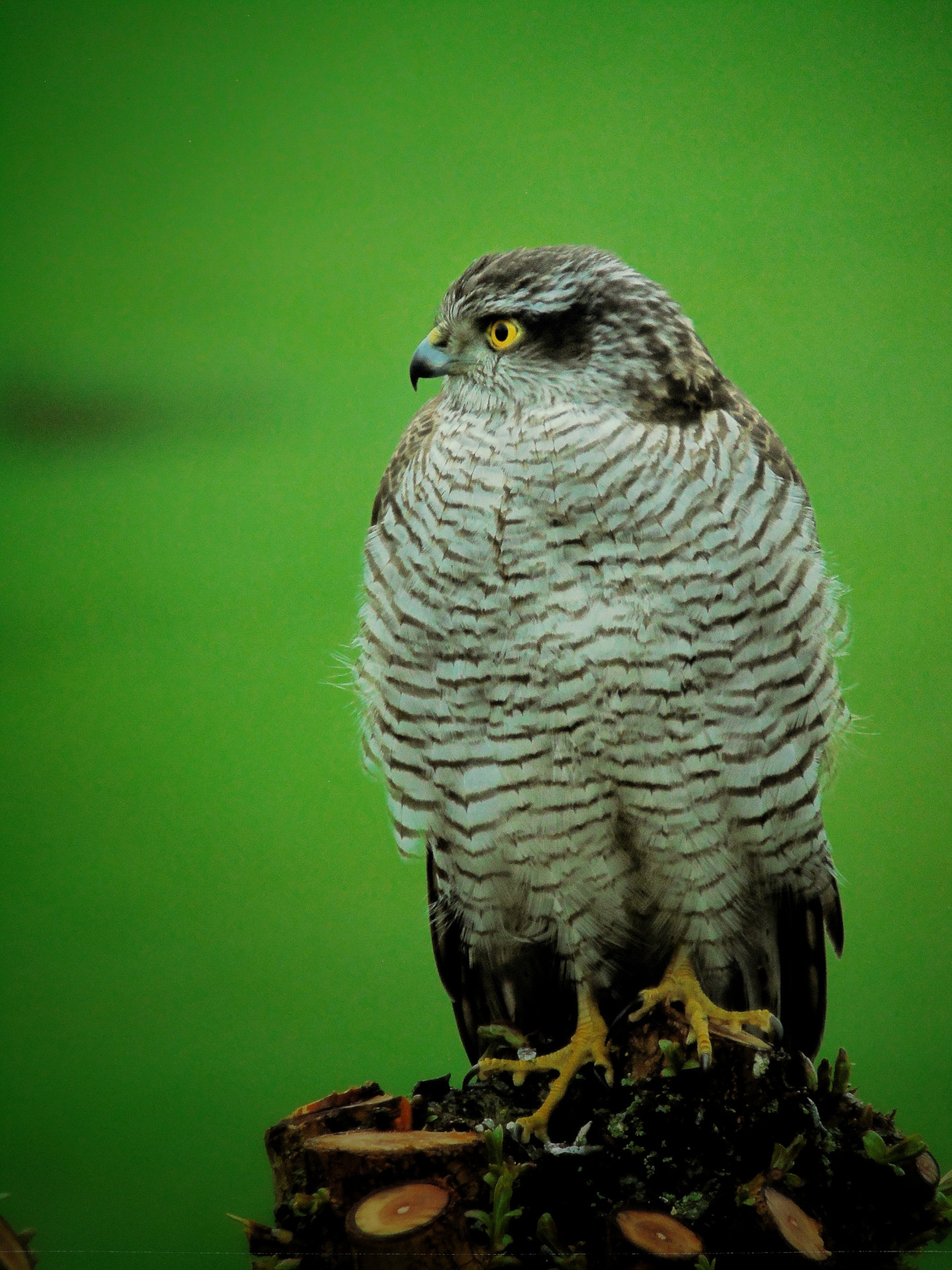 Sparrowhawk