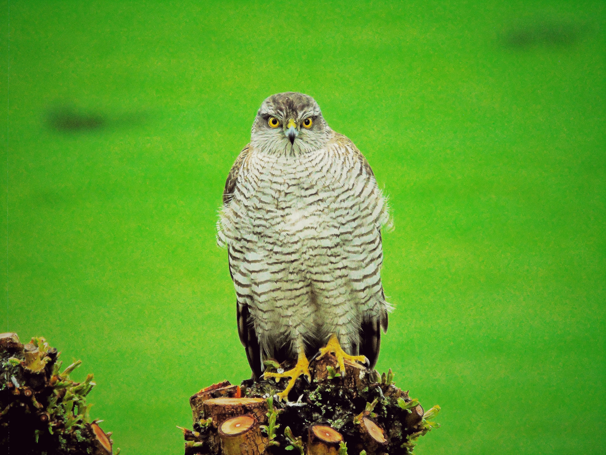 Sparrowhawk