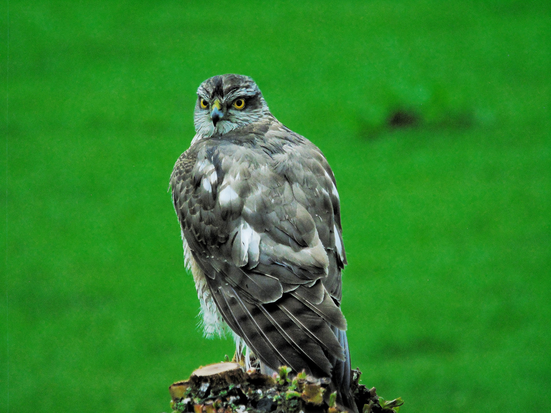 Sparrowhawk