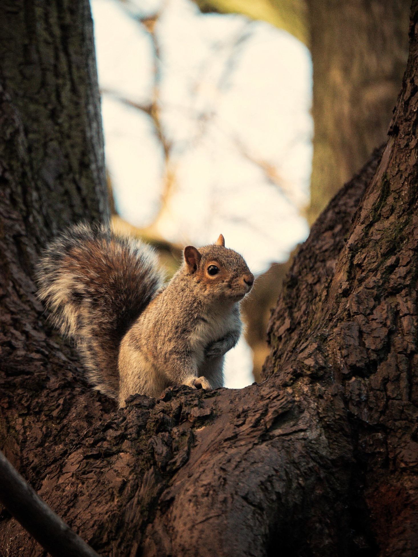 Squirrel In Tree