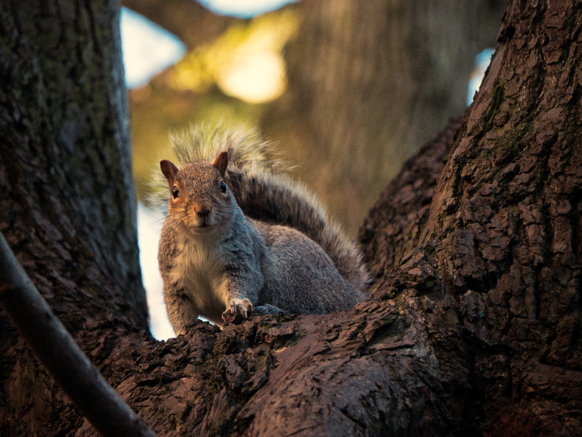 Squirrel In Tree