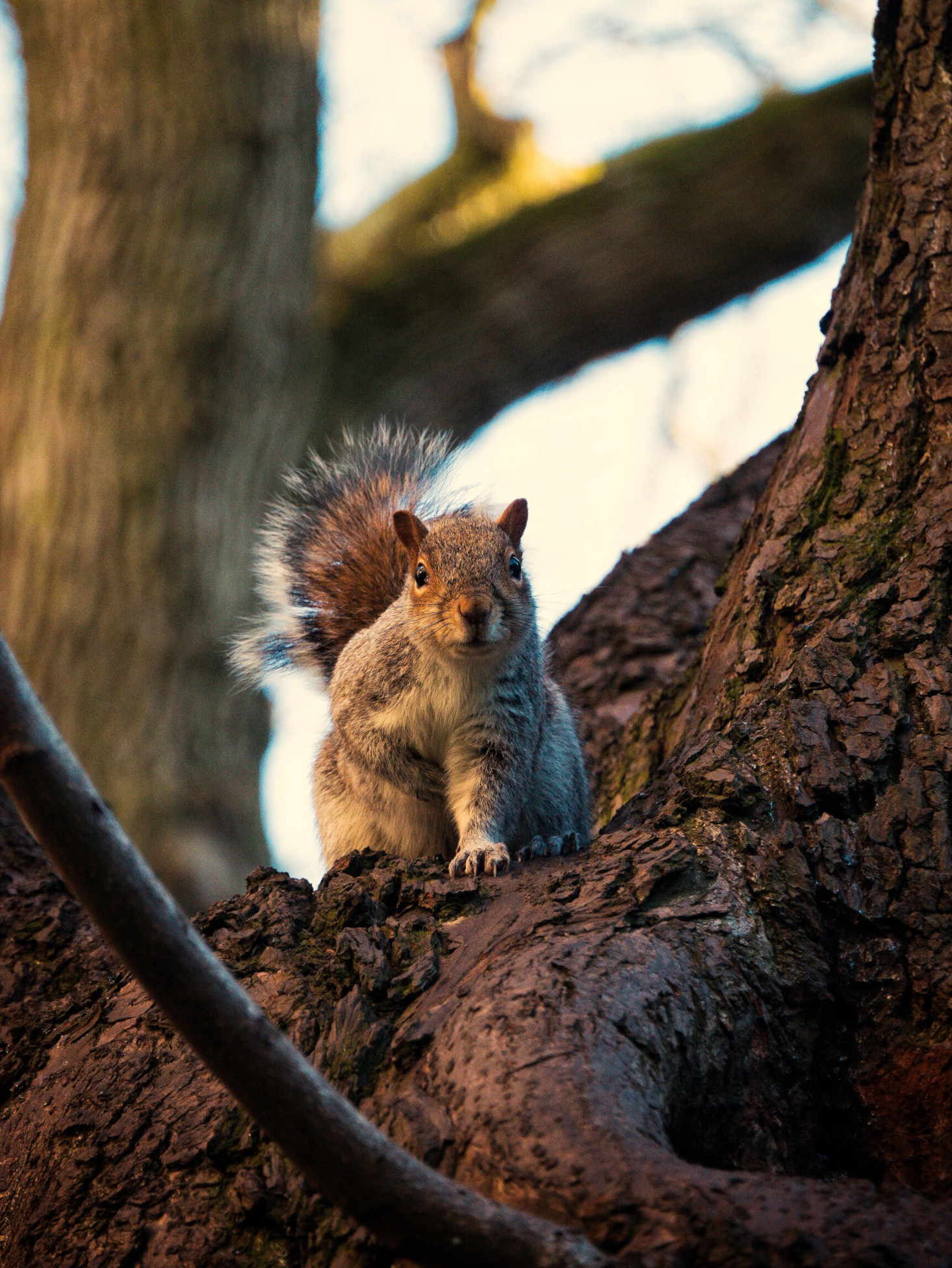 Squirrel In Tree