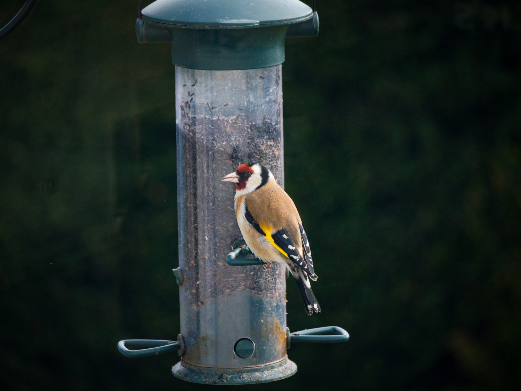 European Goldfinch