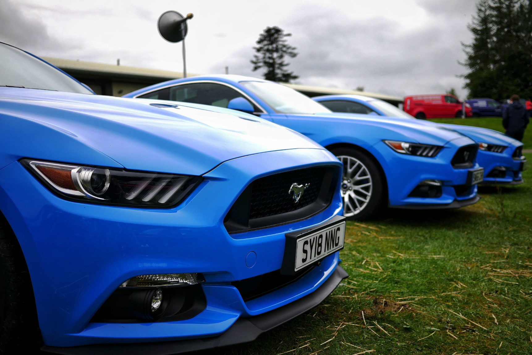 Ford Mustangs