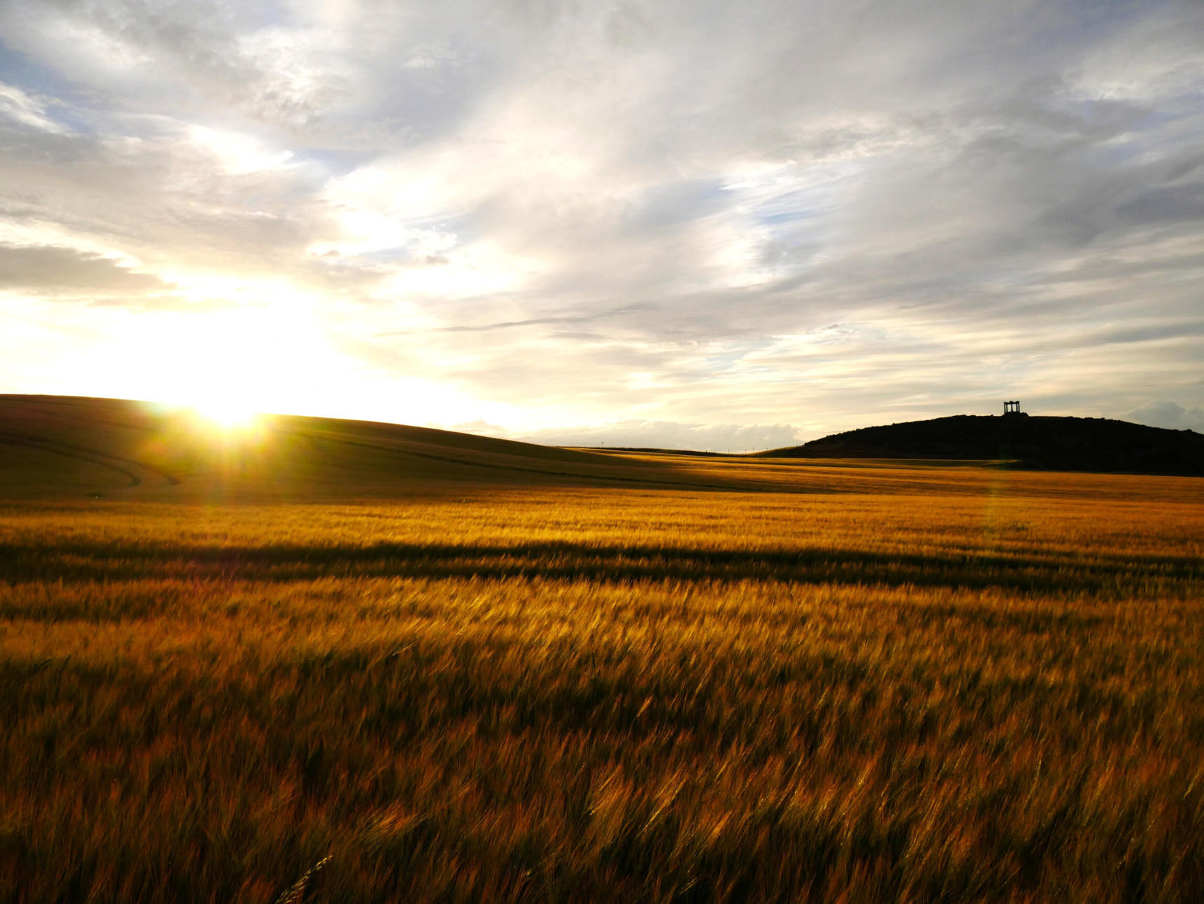 Golden Wheat Field