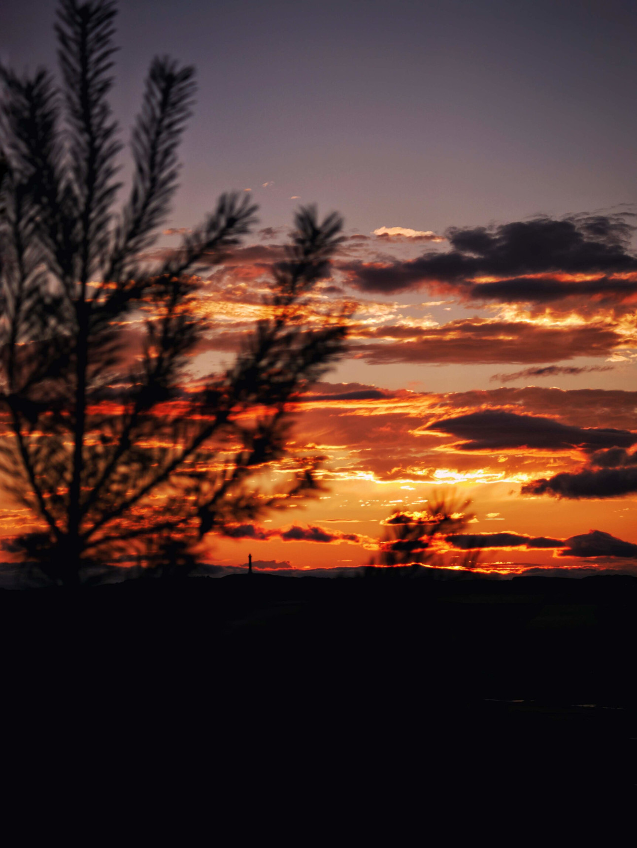 Sunset through Branches